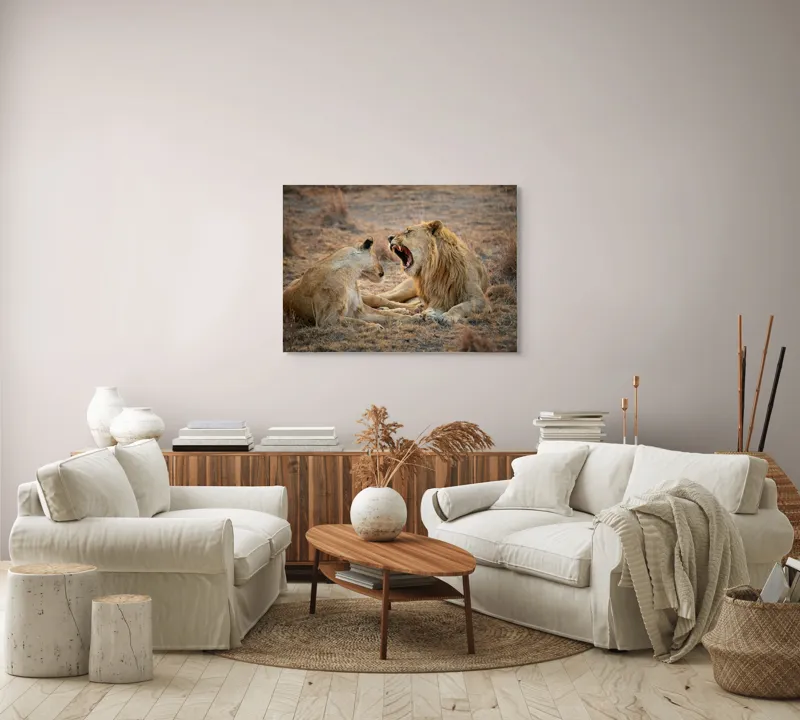 Tablou Canvas, "Leii odihnindu-se în savană africană", Leu, Leoaică, Savana, Tandrețe, Relaxează, Comunicare, Natura, Blană, Serenitate, Interacțiune, 100 x 70 cm – poza 3