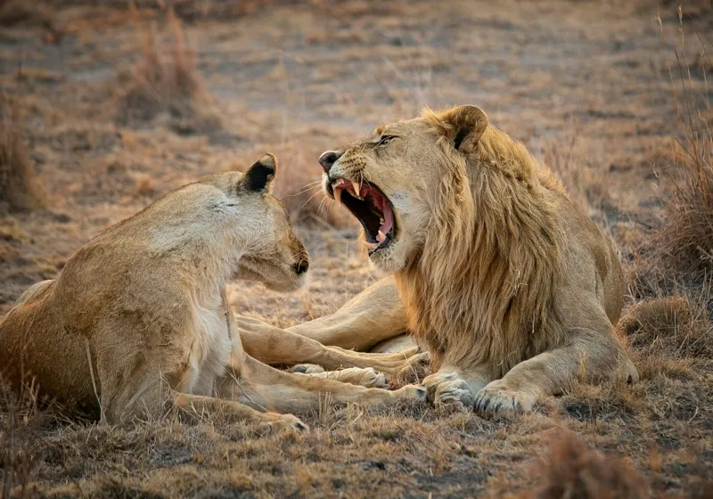 Tablou Canvas, "Leii odihnindu-se în savană africană", Leu, Leoaică, Savana, Tandrețe, Relaxează, Comunicare, Natura, Blană, Serenitate, Interacțiune, 100 x 70 cm – poza 2