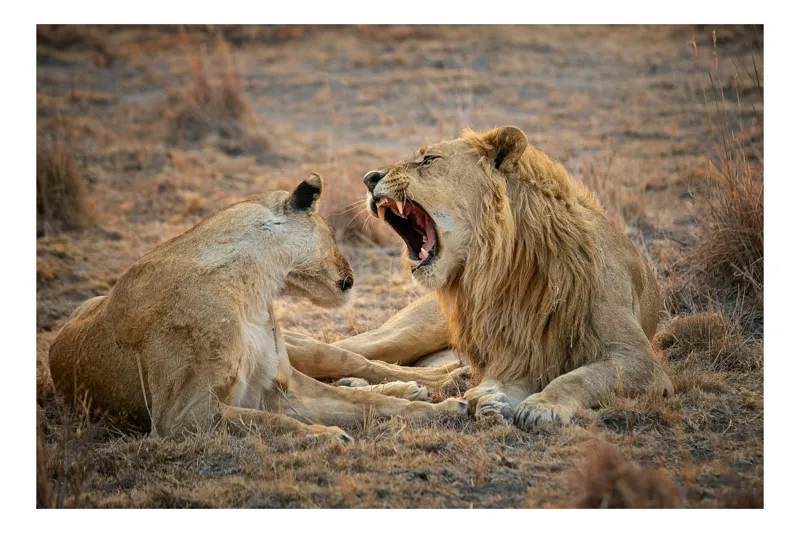Tablou Canvas, "Leii odihnindu-se în savană africană", Leu, Leoaică, Savana, Tandrețe, Relaxează, Comunicare, Natura, Blană, Serenitate, Interacțiune, 90 x 50 cm