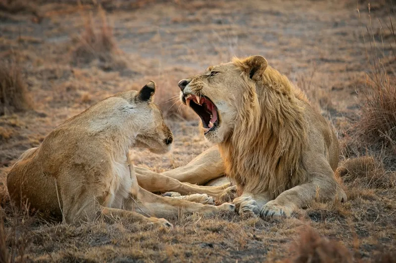 Tablou Canvas, "Leii odihnindu-se în savană africană", Leu, Leoaică, Savana, Tandrețe, Relaxează, Comunicare, Natura, Blană, Serenitate, Interacțiune, 150 x 100 cm – poza 2