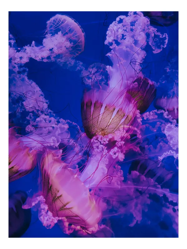 Tablou Canvas, "Dansul meduzelor în oceanul albastru", I don't know who they are., 26 x 39 cm