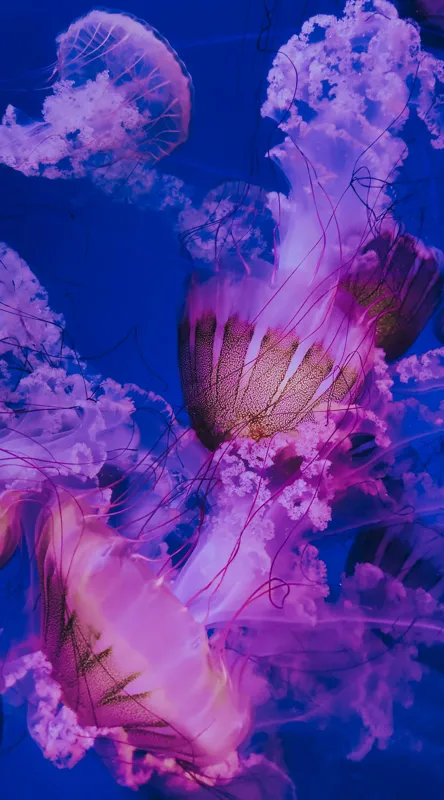 Tablou Canvas, "Dansul meduzelor în oceanul albastru", I don't know who they are., 50 x 90 cm – poza 2