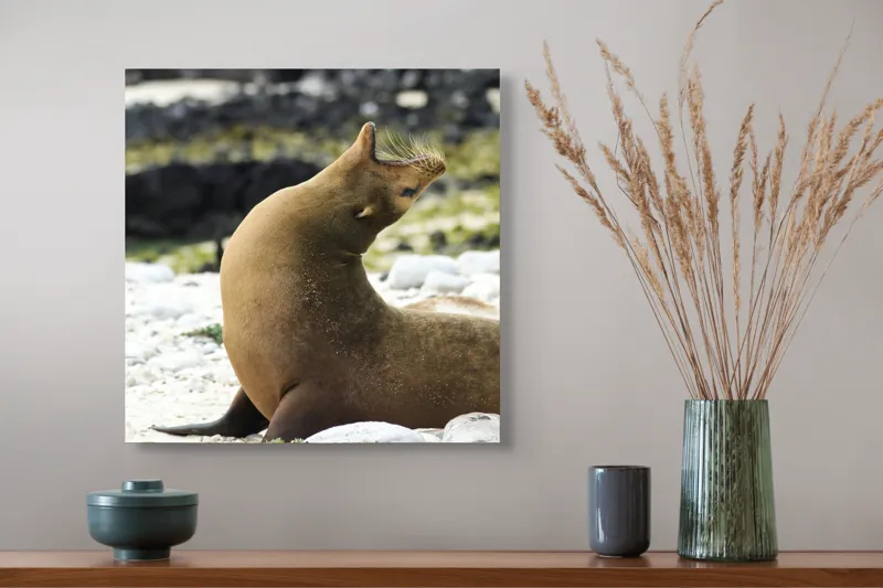 Tablou Canvas, "Leu de mare relaxându-se pe plajă", Nu pot spune cu certitudine ce sau cine este în imagine., 50 x 50 cm – poza 4
