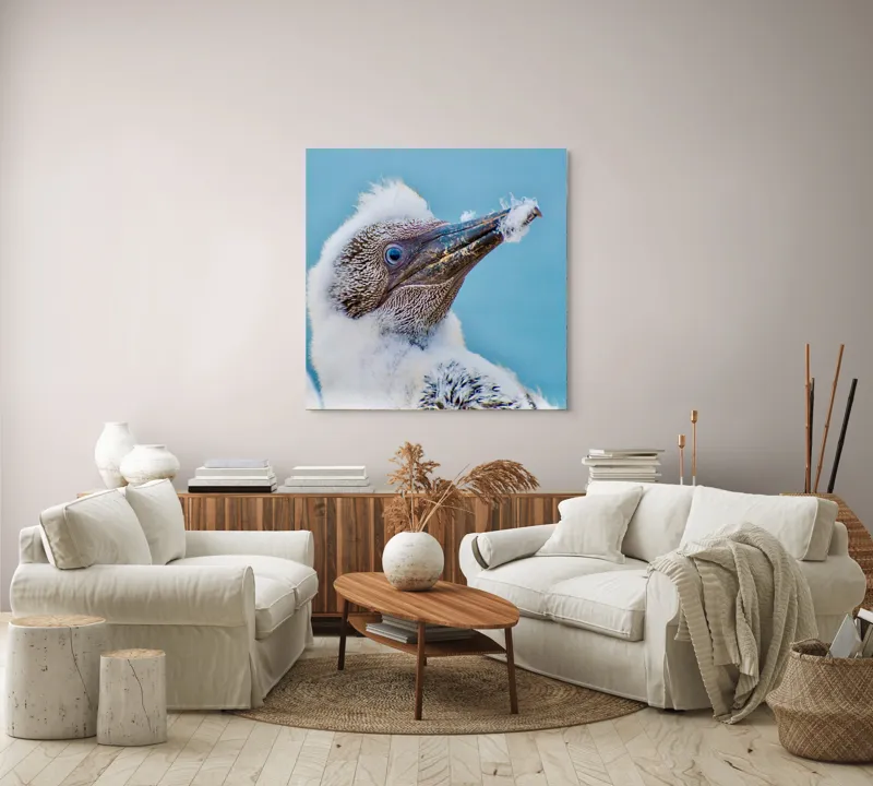 Tablou Canvas, "Puiul de pasăre cu pene pufoase", Pasăre, Pui, Alb, Pufos, Cioc, Privire, Cer, Albastru, Detaliu, Penaj, 100 x 100 cm – poza 3