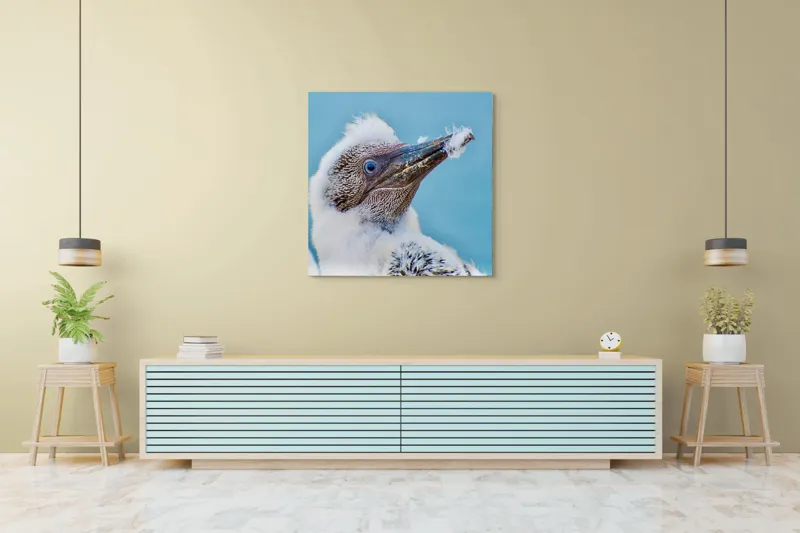 Tablou Canvas, "Puiul de pasăre cu pene pufoase", Pasăre, Pui, Alb, Pufos, Cioc, Privire, Cer, Albastru, Detaliu, Penaj, 100 x 100 cm – poza 5