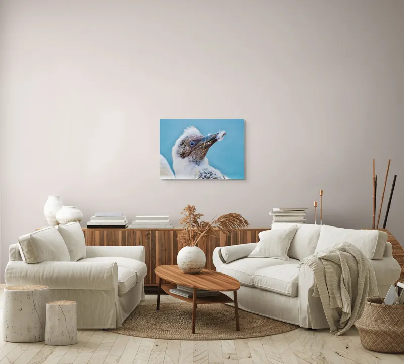 Tablou Canvas, "Puiul de pasăre cu pene pufoase", Pasăre, Pui, Alb, Pufos, Cioc, Privire, Cer, Albastru, Detaliu, Penaj, 70 x 50 cm – poza 6