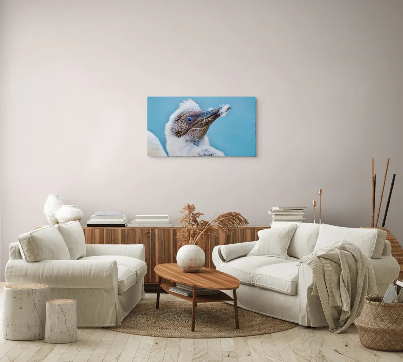 Tablou Canvas, "Puiul de pasăre cu pene pufoase", Pasăre, Pui, Alb, Pufos, Cioc, Privire, Cer, Albastru, Detaliu, Penaj, 90 x 50 cm – poza 4