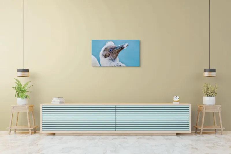 Tablou Canvas, "Puiul de pasăre cu pene pufoase", Pasăre, Pui, Alb, Pufos, Cioc, Privire, Cer, Albastru, Detaliu, Penaj, 90 x 50 cm – poza 5