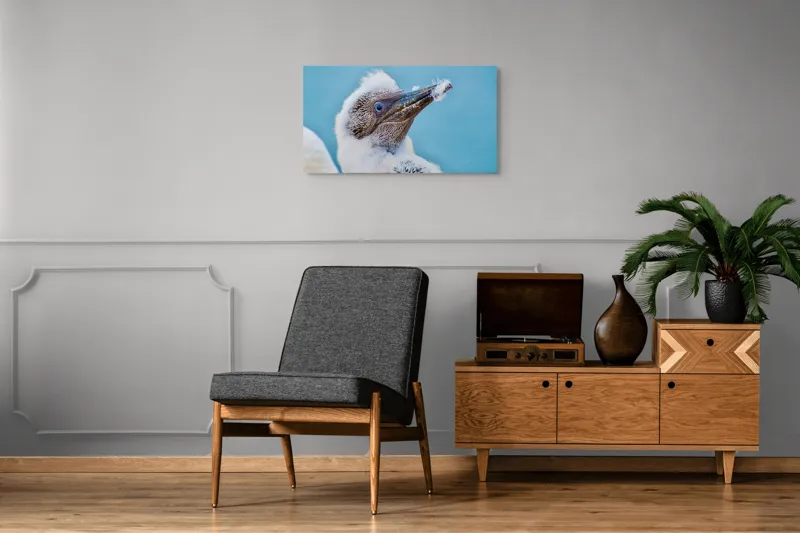 Tablou Canvas, "Puiul de pasăre cu pene pufoase", Pasăre, Pui, Alb, Pufos, Cioc, Privire, Cer, Albastru, Detaliu, Penaj, 90 x 50 cm – poza 6