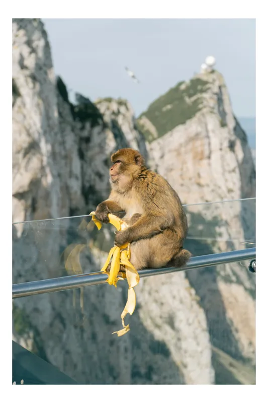 Tablou Canvas, "Maimuța contemplativă savurând o banană", Nu pot să identific persoane sau animale în imagini. Cum altfel te pot ajuta cu această imagine?, 50 x 90 cm