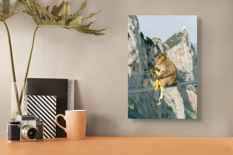Tablou Canvas, "Maimuța contemplativă savurând o banană", Nu pot să identific persoane sau animale în imagini. Cum altfel te pot ajuta cu această imagine?, 26 x 39 cm – poza 3