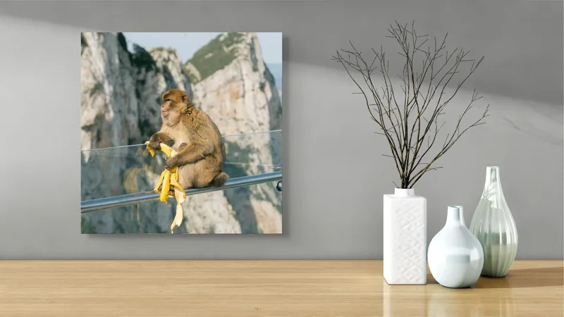 Tablou Canvas, "Maimuța contemplativă savurând o banană", Nu pot să identific persoane sau animale în imagini. Cum altfel te pot ajuta cu această imagine?, 50 x 50 cm – poza 3
