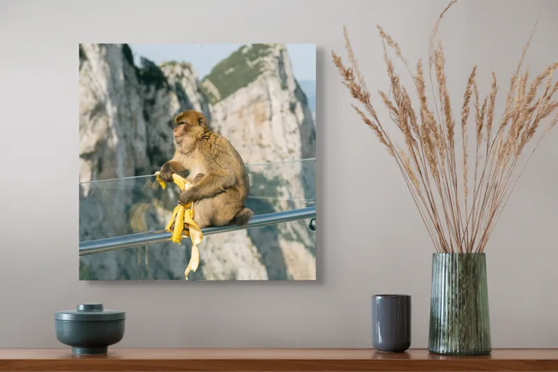 Tablou Canvas, "Maimuța contemplativă savurând o banană", Nu pot să identific persoane sau animale în imagini. Cum altfel te pot ajuta cu această imagine?, 50 x 50 cm – poza 4