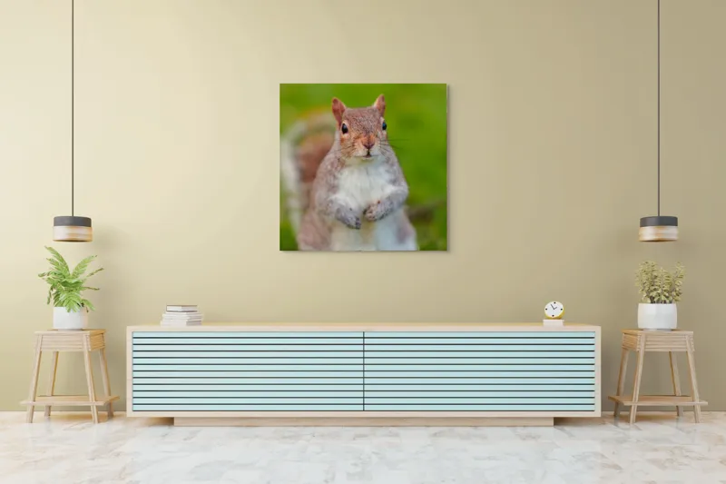 Tablou Canvas, "Veverița curioasă din grădină", Veveriță, Drăgălașă, Curioasă, Blăniță, Ochii, Verdeață., 100 x 100 cm – poza 5