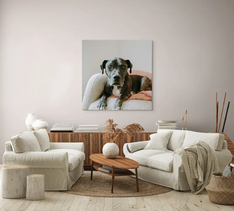 Tablou Canvas, "Un prieten loial pe canapea blancă", Câine, Blană, Blând, Canapea, Relaxare, Privire, Odihnă, 100 x 100 cm – poza 3