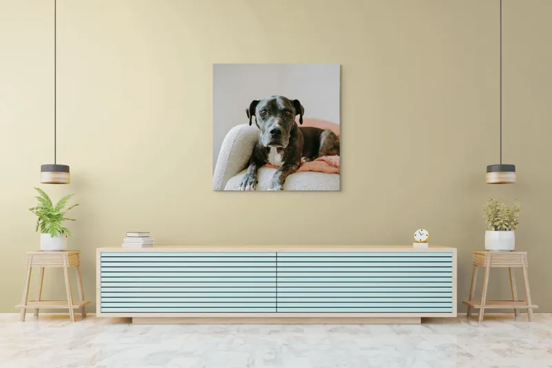 Tablou Canvas, "Un prieten loial pe canapea blancă", Câine, Blană, Blând, Canapea, Relaxare, Privire, Odihnă, 100 x 100 cm – poza 5