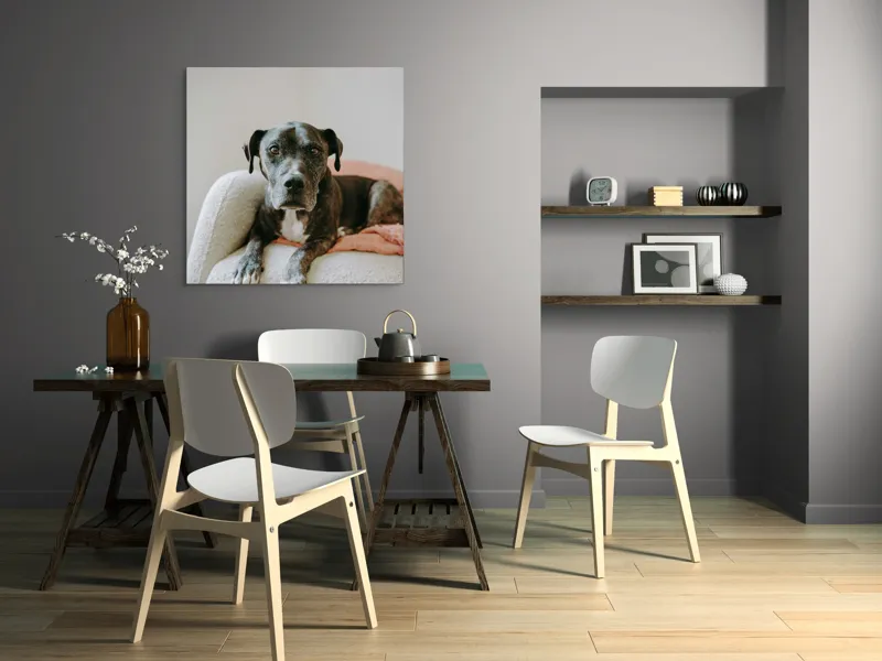Tablou Canvas, "Un prieten loial pe canapea blancă", Câine, Blană, Blând, Canapea, Relaxare, Privire, Odihnă, 100 x 100 cm – poza 6