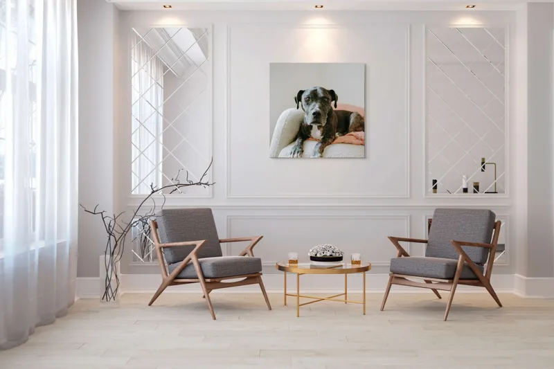 Tablou Canvas, "Un prieten loial pe canapea blancă", Câine, Blană, Blând, Canapea, Relaxare, Privire, Odihnă, 100 x 100 cm – poza 7