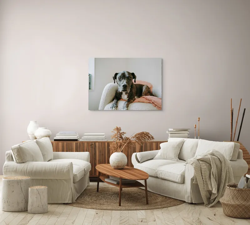 Tablou Canvas, "Un prieten loial pe canapea blancă", Câine, Blană, Blând, Canapea, Relaxare, Privire, Odihnă, 100 x 70 cm – poza 3