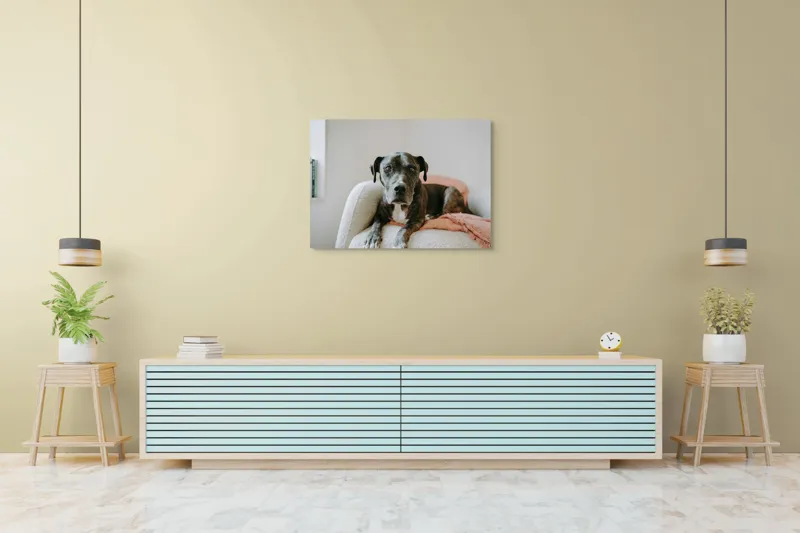 Tablou Canvas, "Un prieten loial pe canapea blancă", Câine, Blană, Blând, Canapea, Relaxare, Privire, Odihnă, 100 x 70 cm – poza 4