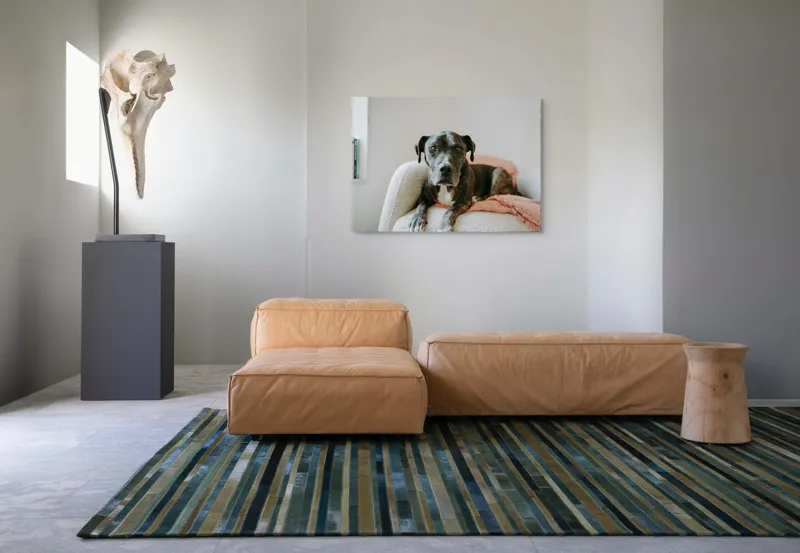 Tablou Canvas, "Un prieten loial pe canapea blancă", Câine, Blană, Blând, Canapea, Relaxare, Privire, Odihnă, 100 x 70 cm – poza 7