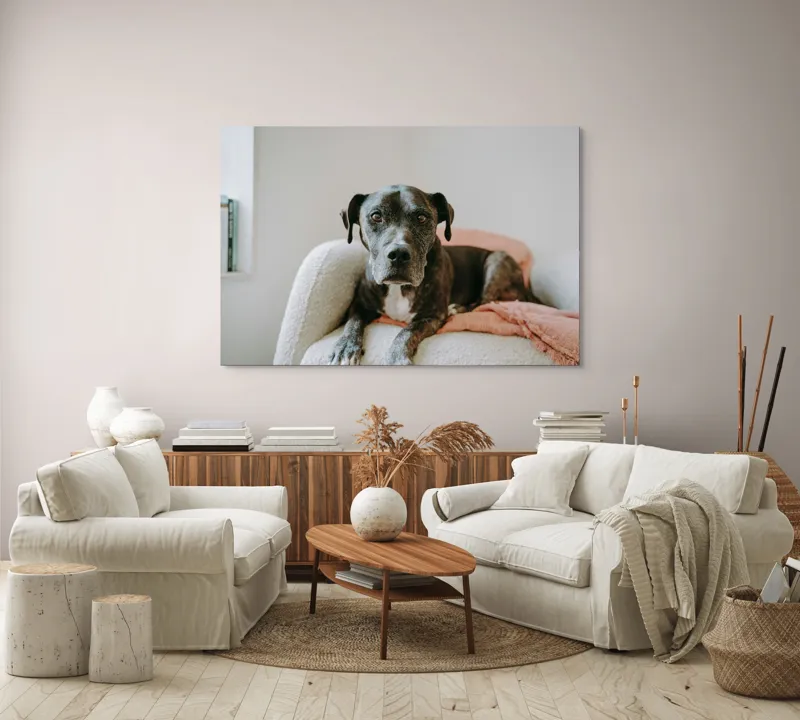 Tablou Canvas, "Un prieten loial pe canapea blancă", Câine, Blană, Blând, Canapea, Relaxare, Privire, Odihnă, 150 x 100 cm – poza 3