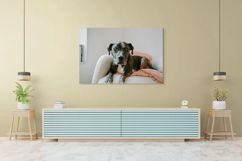 Tablou Canvas, "Un prieten loial pe canapea blancă", Câine, Blană, Blând, Canapea, Relaxare, Privire, Odihnă, 150 x 100 cm – poza 6