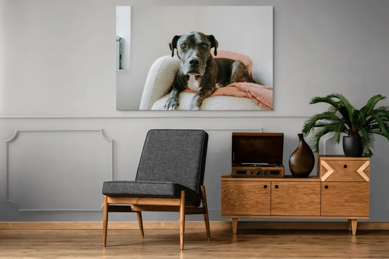 Tablou Canvas, "Un prieten loial pe canapea blancă", Câine, Blană, Blând, Canapea, Relaxare, Privire, Odihnă, 150 x 100 cm – poza 8