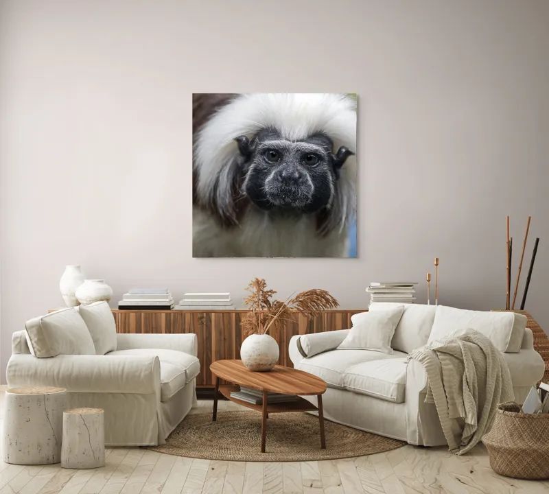 Tablou Canvas, "Portretul unui tamarin curios", I don't know who this is., 100 x 100 cm – poza 3