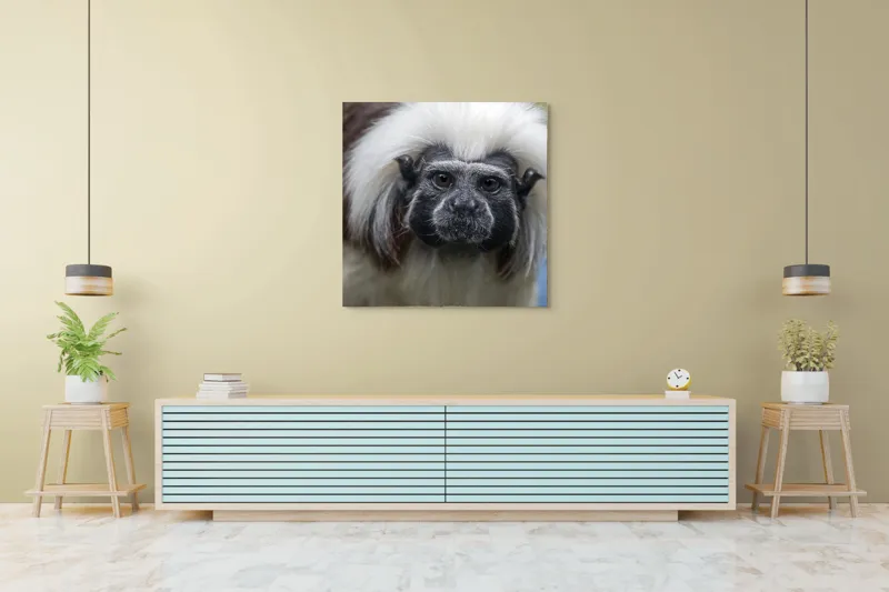 Tablou Canvas, "Portretul unui tamarin curios", I don't know who this is., 100 x 100 cm – poza 5
