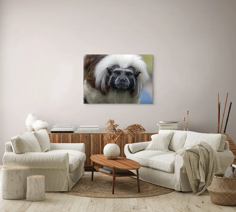 Tablou Canvas, "Portretul unui tamarin curios", I don't know who this is., 100 x 70 cm – poza 3