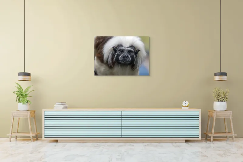 Tablou Canvas, "Portretul unui tamarin curios", I don't know who this is., 100 x 70 cm – poza 4