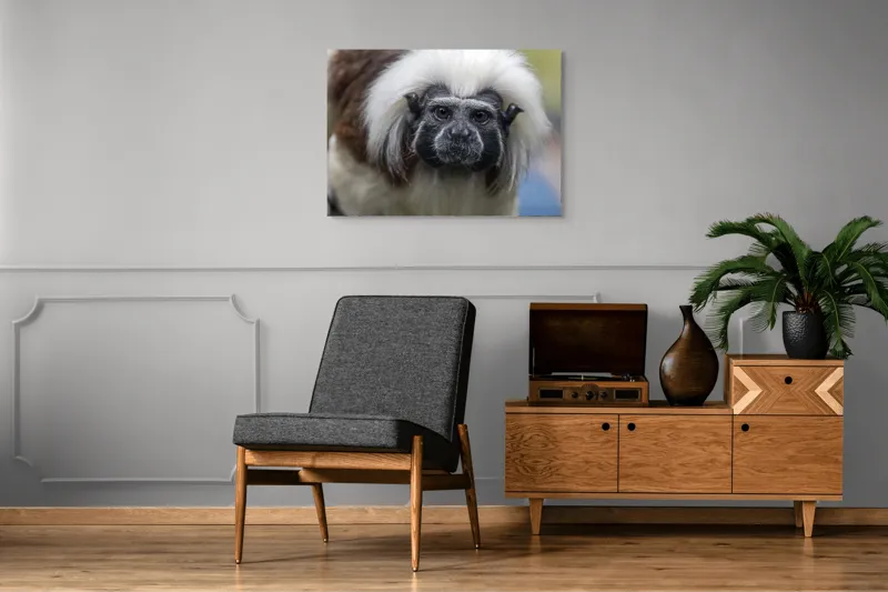 Tablou Canvas, "Portretul unui tamarin curios", I don't know who this is., 100 x 70 cm – poza 8