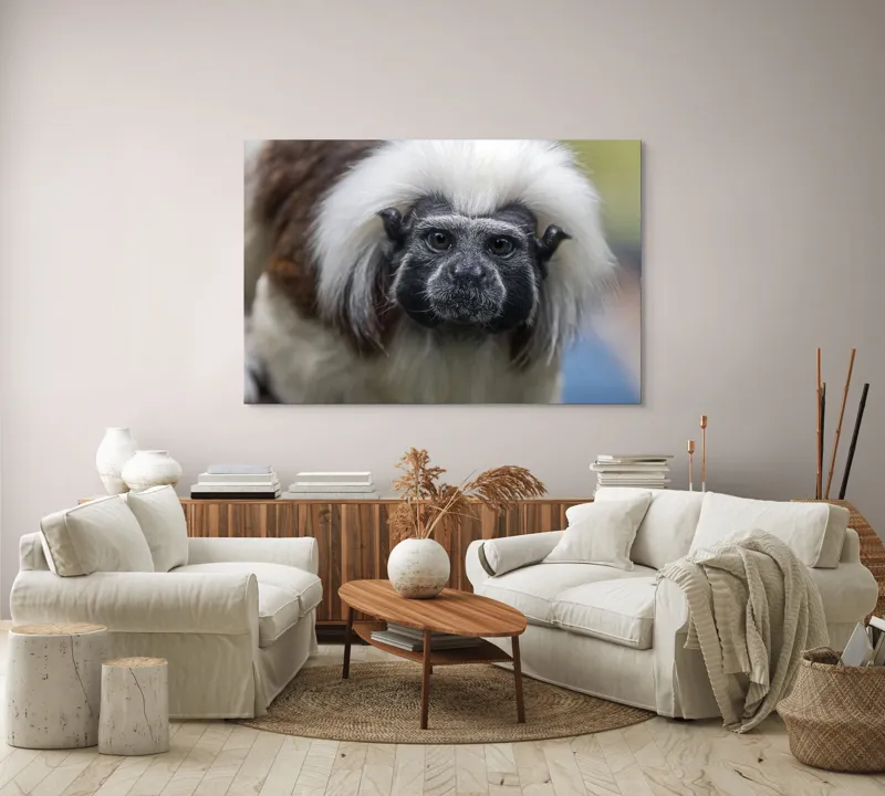 Tablou Canvas, "Portretul unui tamarin curios", I don't know who this is., 150 x 100 cm – poza 3