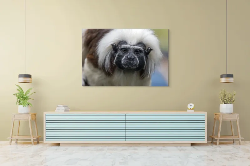 Tablou Canvas, "Portretul unui tamarin curios", I don't know who this is., 150 x 100 cm – poza 6