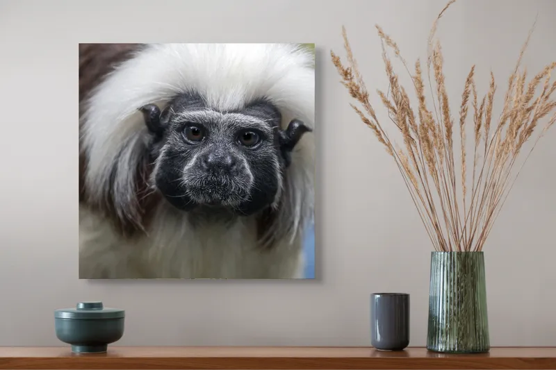Tablou Canvas, "Portretul unui tamarin curios", I don't know who this is., 50 x 50 cm – poza 4
