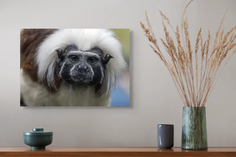 Tablou Canvas, "Portretul unui tamarin curios", I don't know who this is., 54 x 39 cm – poza 4