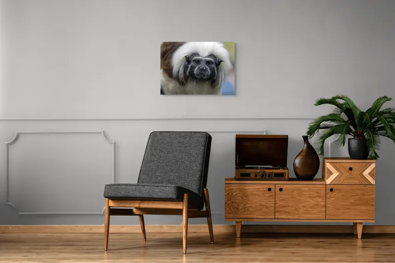 Tablou Canvas, "Portretul unui tamarin curios", I don't know who this is., 70 x 50 cm – poza 4