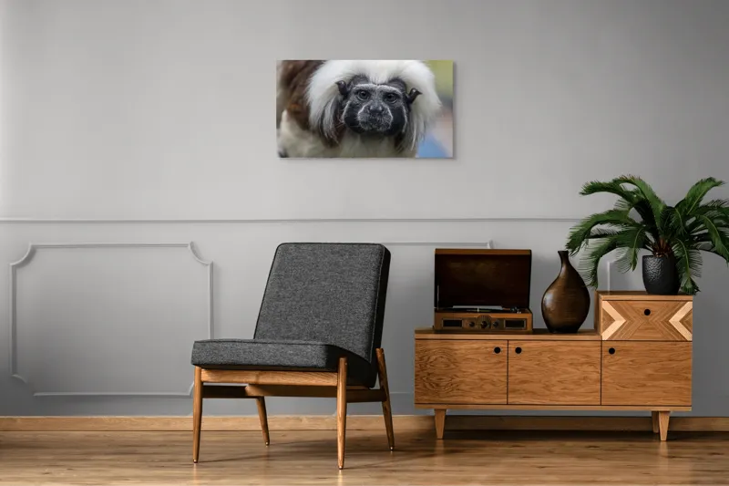 Tablou Canvas, "Portretul unui tamarin curios", I don't know who this is., 90 x 50 cm – poza 6
