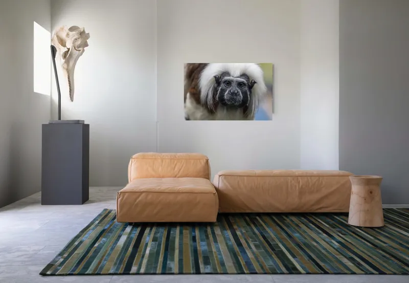 Tablou Canvas, "Portretul unui tamarin curios", I don't know who this is., 90 x 50 cm – poza 8