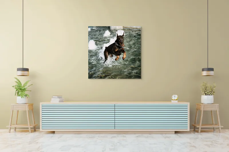 Tablou Canvas, "Câinele zburător al fântânii urbane", Nu pot spune cine este în imagine, dar este un câine care se joacă în apă., 100 x 100 cm – poza 5