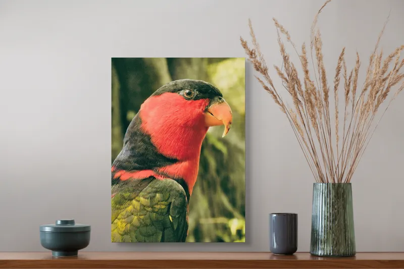 Tablou Canvas, "Papagalul în culori vii admirând natura", Pasăre, Colorată, Roșu, Negru, Cioc, Pene, Natură, Exotic, Privire, Detalii, 39 x 54 cm – poza 3