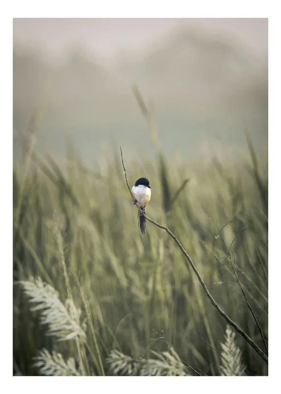 Tablou Canvas, "Pasărea singuratică în câmpul de iarbă", Pasăre, Luncă, Delicatețe, Natură, Măreție, Linie, Verde, Câmpie, Solitudine, Armonie, 26 x 39 cm