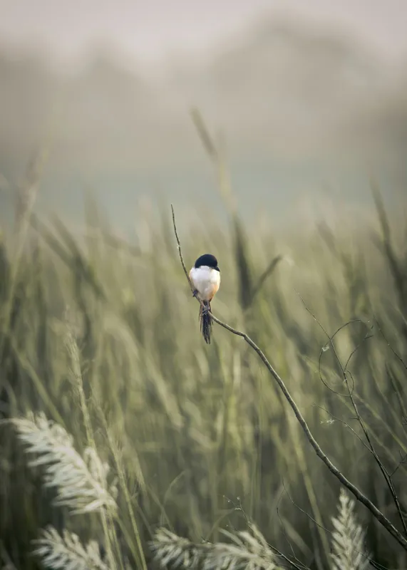 Tablou Canvas, "Pasărea singuratică în câmpul de iarbă", Pasăre, Luncă, Delicatețe, Natură, Măreție, Linie, Verde, Câmpie, Solitudine, Armonie, 50 x 70 cm – poza 2