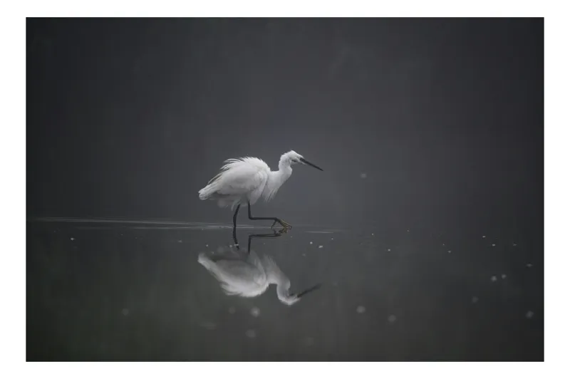 Tablou Canvas, "Egreta solitară în ceața dimineții", Egret, Eleganță, Reflexie, Apă, Ceață, Natură, Liniște, 39 x 26 cm