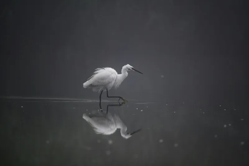 Tablou Canvas, "Egreta solitară în ceața dimineții", Egret, Eleganță, Reflexie, Apă, Ceață, Natură, Liniște, 150 x 100 cm – poza 2