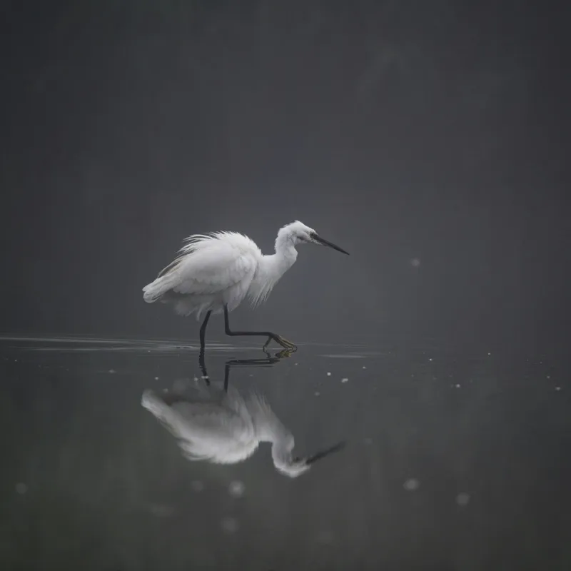 Tablou Canvas, "Egreta solitară în ceața dimineții", Egret, Eleganță, Reflexie, Apă, Ceață, Natură, Liniște, 50 x 50 cm – poza 2
