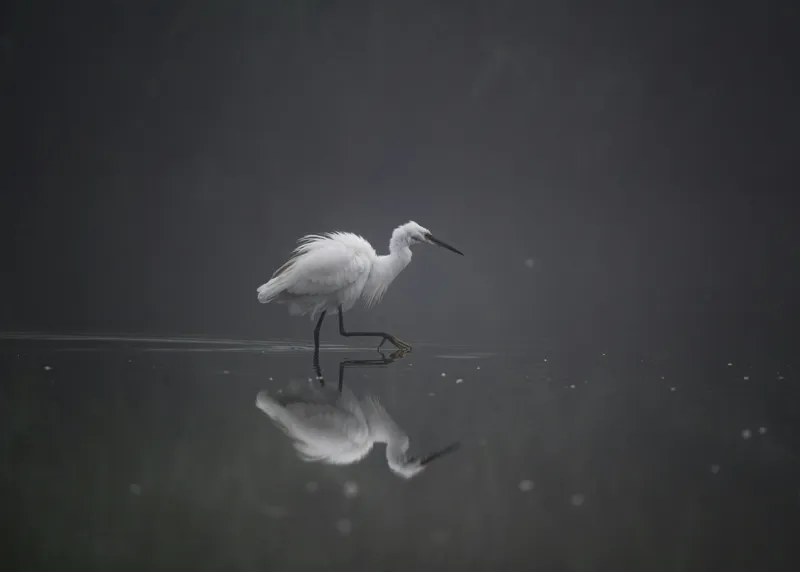 Tablou Canvas, "Egreta solitară în ceața dimineții", Egret, Eleganță, Reflexie, Apă, Ceață, Natură, Liniște, 70 x 50 cm – poza 2