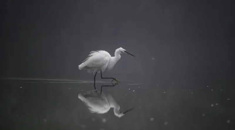 Tablou Canvas, "Egreta solitară în ceața dimineții", Egret, Eleganță, Reflexie, Apă, Ceață, Natură, Liniște, 90 x 50 cm – poza 2