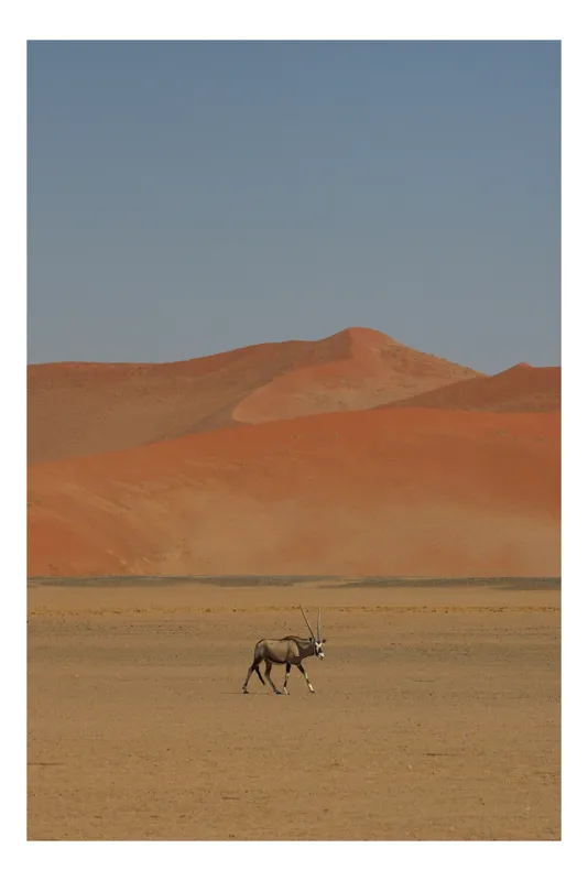 Tablou Canvas, "Oryx singur în deșertul arid", Deșert, Antilopă, Dune, Singurătate, Cer, Ariditate, Natură, Savană., 39 x 54 cm